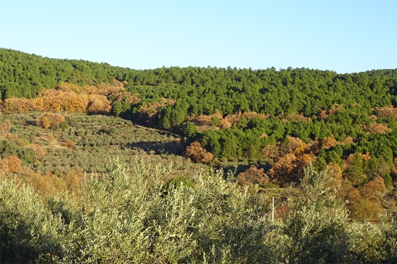 Ejemplo de área agrícola siendo colonizada por masas forestales en la Sierra de Gata, Cáceres.