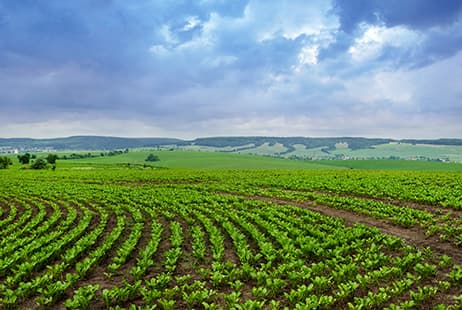 imagen El Consorcio de Compensación de Seguros y su apoyo al sistema de Seguros Agrarios Combinados