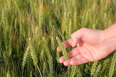 imagen Análisis del sistema de reaseguro del Consorcio de Compensación de Seguros en el Seguro Agrario Combinado durante los últimos 20 años.<br>Serie 2005 – 2024