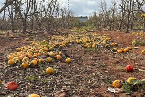 imagen Multi-peril Agricultural Insurance: Experience and Commitment