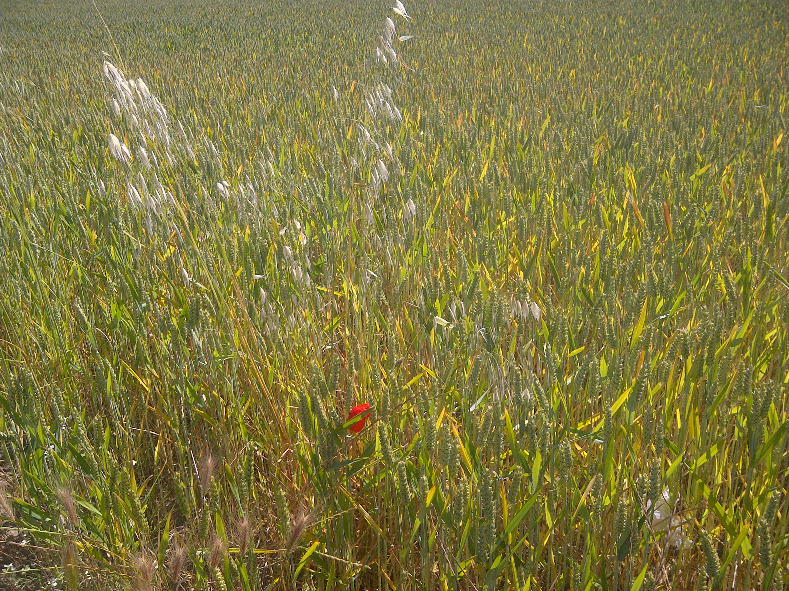 El sistema de seguros agrarios combinados en España